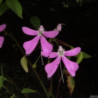 Impatiens acaulis Arn.
